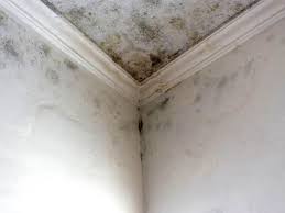 Trusted Gonzales, LA Mold Inspection Experts