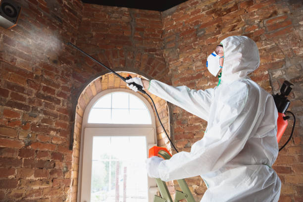 Why You Should Choose Our Mold Remediation Services in Gonzales, LA